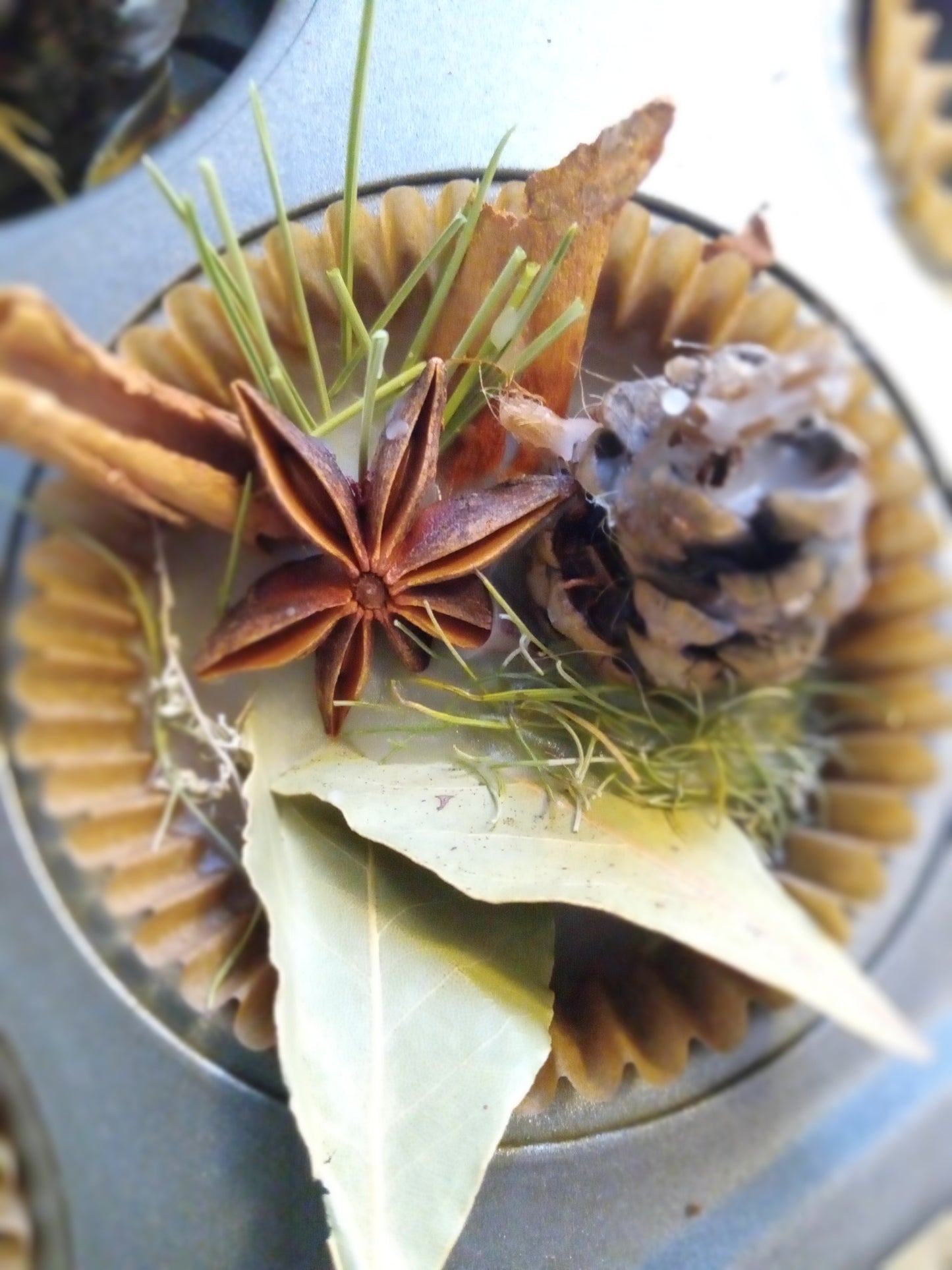Desert Plants Fire Starter