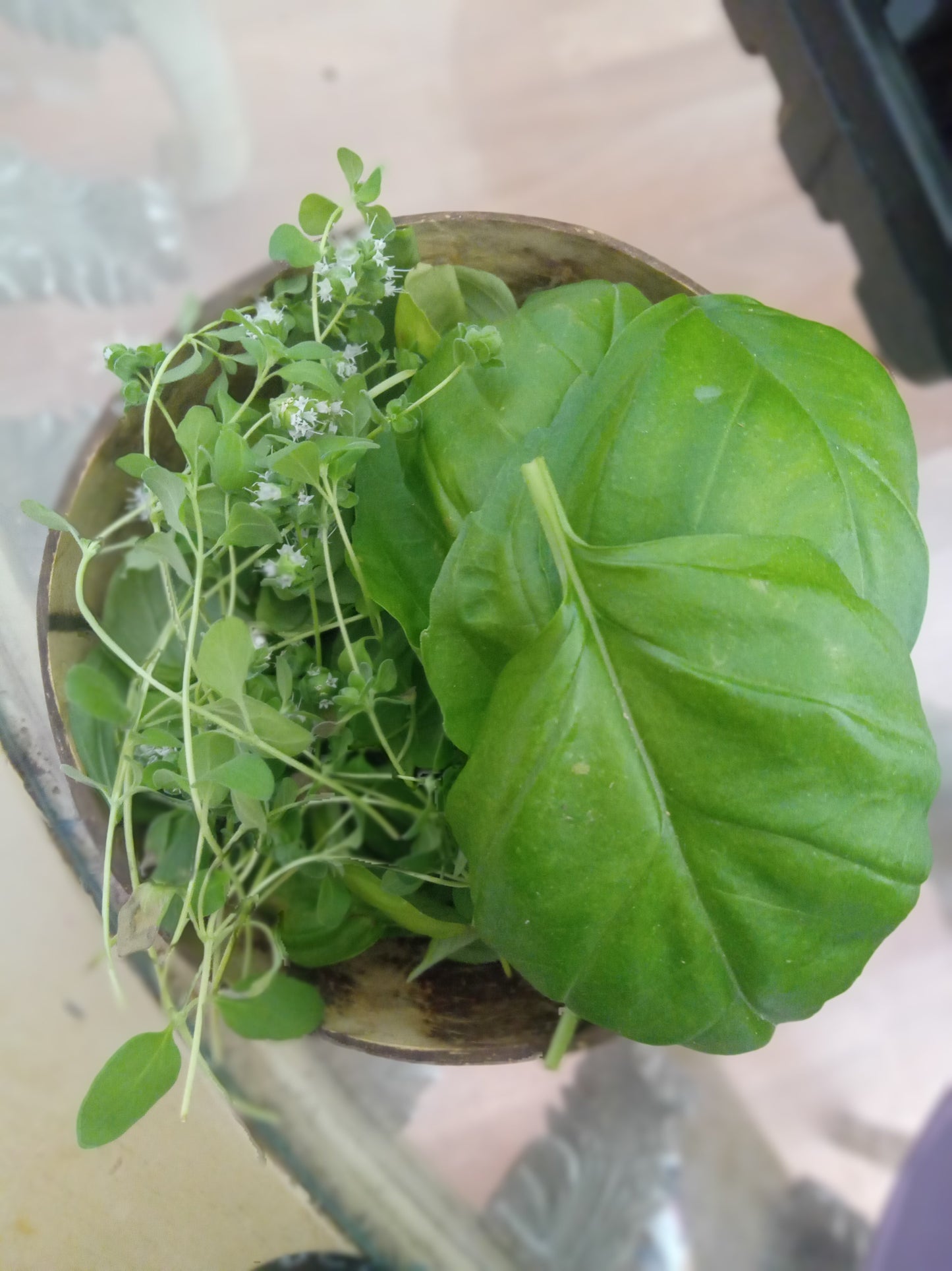 Tierra Bendita Salt (Basil Salt)