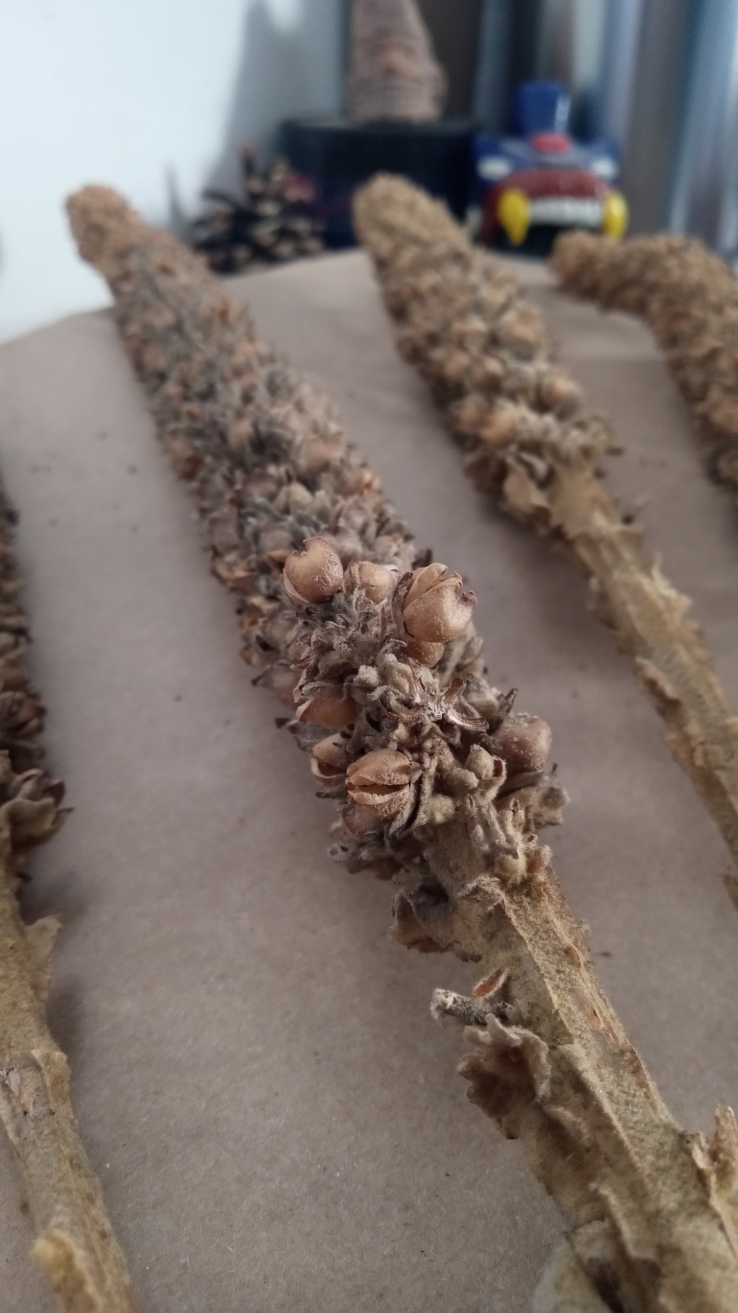 Aliento de la Noche — Sacred Mullein Torch