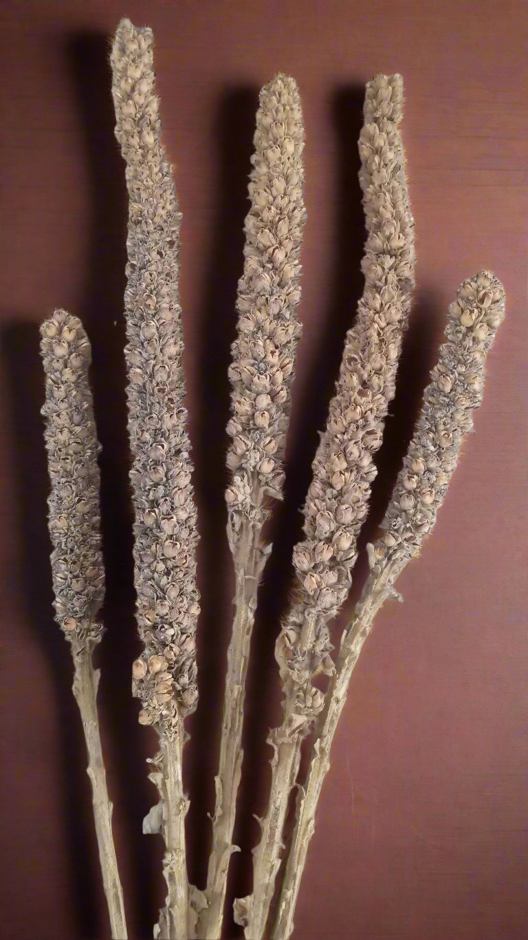 Aliento de la Noche — Sacred Mullein Torch