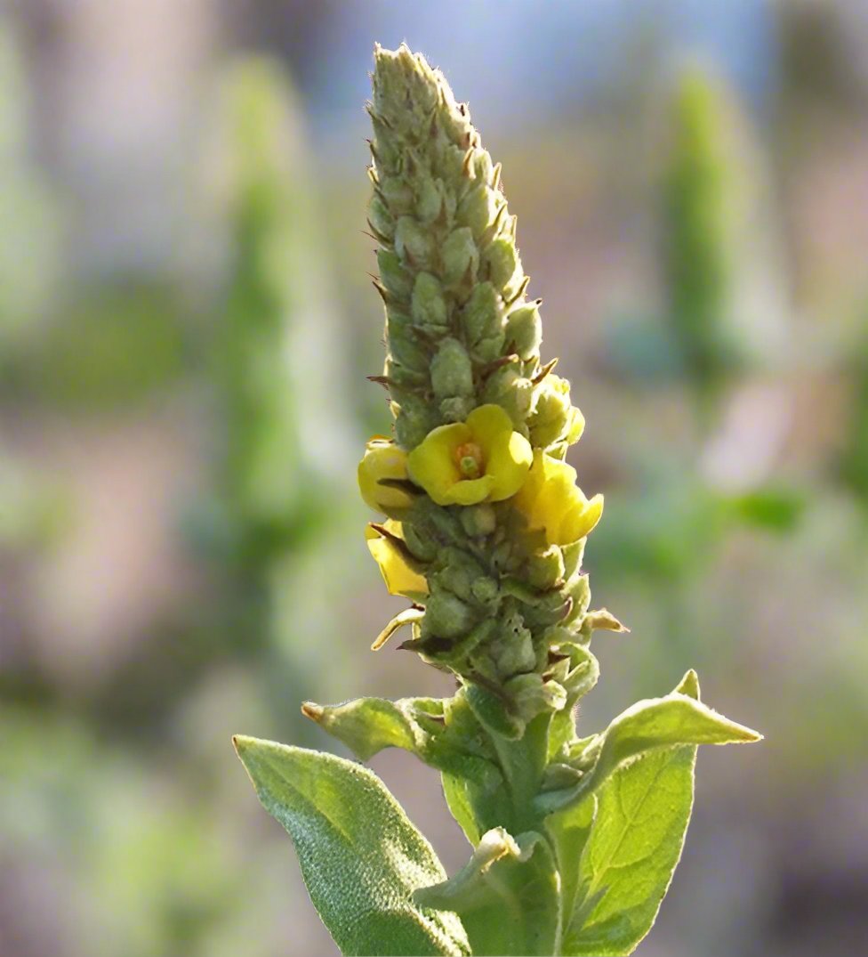 Gordolobo (Mullein) Oil Drops