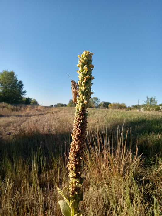 Aliento de la Noche — Sacred Mullein Torch