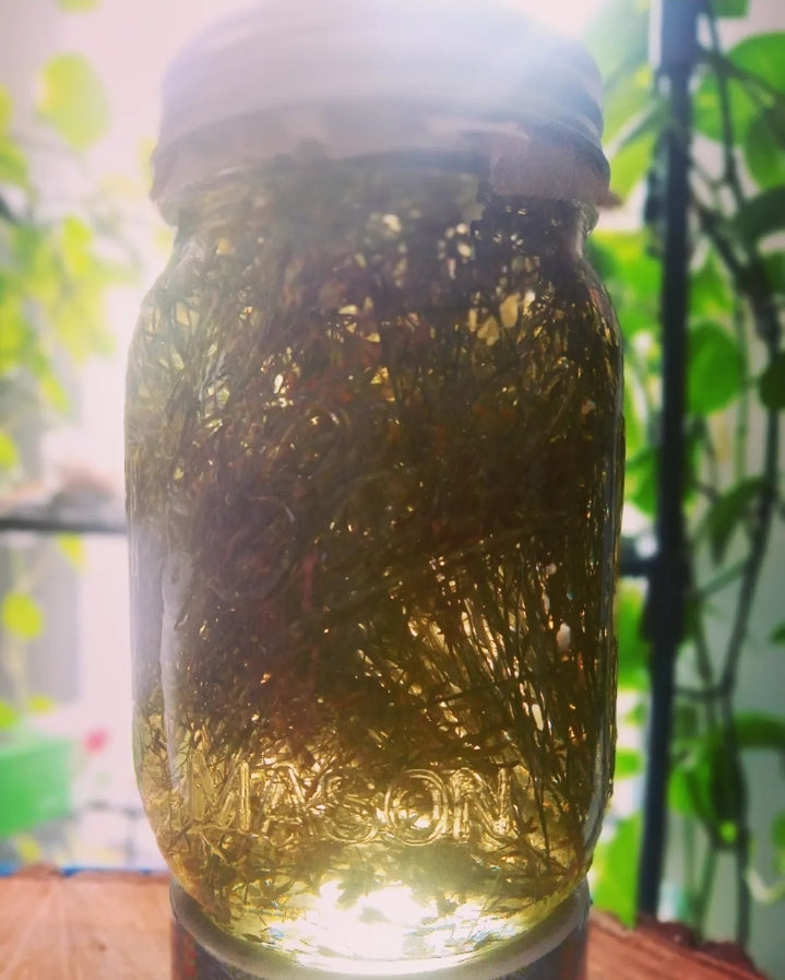 Broom Snakeweed Infused Oil 1 Oz